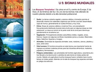  Los Bosques Templados  Se ubica en el O y centro de Europa, E de
Asia y E de América del Sur. Es uno de los biomas más alterado de
nuestro planeta debido a la alta densidad poblacional.
 Suelo: La densa cubierta vegetal y veranos cálidos y húmedos permite el
desarrollo máximo de materiales orgánicos que forman una bien desarrollada
capa de humus, generalmente en suelos limosos y muy ricos.
 Clima: Áreas de veranos cálidos e inviernos fríos, con precipitación
frecuentemente distribuida durante todo el año pero en algunas áreas es más
estacional. La nieve es común en la parte norte de la zona pero disminuye
grandemente en el extremo sur.
 Vegetación: Principalmente árboles caducifólios (robles, nogales, arces,
fresnos, hayas) con algunas coníferas mezcladas (pinos y cicutas). Matorrales
bajos, helechos, líquenes y musgos.
 Animales: Diversidad de especies animales: aves, roedores, ciervos, jabalíes y
osos, entre otros
 Vida humana: El hombre encuentra en este bioma una importante fuente de
ingresos se extraen materias primas para las industrias alimenticia, maderera,
papelera y farmacéutica.
 Peligros ambientales: Las actividades del hombre (agricultura, carpintería,etc)
han llevado a la disminución o pérdida de este bioma en todas partes del
mundo. Debido a la agricultura muchos bosques fueron cortados hace mucho
tiempo en todas partes. Además con la tala de bosques hay especies animales
en peligro de extinción.
U 5: BIOMAS MUNDIALES
U 5: BIOMAS MUNDIALES
 