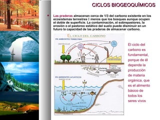  Las praderas almacenan cerca de 1/3 del carbono existente en los
ecosistemas terrestres  menos que los bosques aunque ocupen
el doble de superficie. La contaminación, el sobrepastoreo, la
erosión o el pastoreo estático del suelo puede disminuir en un
futuro la capacidad de las praderas de almacenar carbono.
CICLOS BIOGEOQUÍMICOS
CICLOS BIOGEOQUÍMICOS
El ciclo del
carbono es
fundamental,
porque de él
depende la
producción
de materia
orgánica, que
es el alimento
básico de
todos los
seres vivos
 