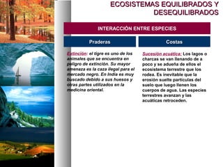 ECOSISTEMAS EQUILIBRADOS Y
ECOSISTEMAS EQUILIBRADOS Y
DESEQUILIBRADOS
DESEQUILIBRADOS
INTERACCIÓN ENTRE ESPECIES
Extinción: el tigre es uno de los
animales que se encuentra en
peligro de extinción. Su mayor
amenaza es la caza ilegal para el
mercado negro. En India es muy
buscado debido a sus huesos y
otras partes utilizados en la
medicina oriental.
Praderas
Praderas Costas
Costas
Sucesión acuática: Los lagos o
charcas se van llenando de a
poco y se adueña de ellos el
ecosistema terrestre que los
rodea. Es inevitable que la
erosión suelte partículas del
suelo que luego llenen los
cuerpos de agua. Las especies
terrestres avanzan y las
acuáticas retroceden.
 