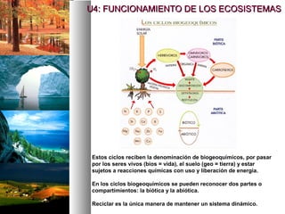 U4: FUNCIONAMIENTO DE LOS ECOSISTEMAS




Estos ciclos reciben la denominación de biogeoquímicos, por pasar
por los seres vivos (bios = vida), el suelo (geo = tierra) y estar
sujetos a reacciones químicas con uso y liberación de energía.

En los ciclos biogeoquímicos se pueden reconocer dos partes o
compartimientos: la biótica y la abiótica.

Reciclar es la única manera de mantener un sistema dinámico.
 