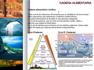 CADENA ALIMENTARIA

Cadena alimentaría o trófica
                                                 
Cada una de las relaciones alimentarías que se establecen de forma lineal
entre organismos que pertenecen a distintos niveles tróficos.
La cadena alimentaría se dividide en dos grandes categorías:
1.- la red de pastoreo, que se inicia con las plantas verdes, algas o
plancton que realiza la fotosíntesis.
2.- la red de detritos que comienza con los detritos orgánicos. Estas redes
están formadas por cadenas alimentarías independientes.

Ej en Praderas:                                  Ej en E. Costeros:
                                                                                                     Cadena alimentaria de
                                                                                                       la costa del mar
                                                                                                     Beaufort en primavera
                                                                                                   Charrán
                                                                                                    ártico

                                           Zorro ártico   Oso polar                                             Patos
                                                                      Foca de anillos             Somorgujo    marinos


                                            Cría foca
                   Buitres                                                                  Fitoplancton
                  Chacales                 Foca de anillos                         Biota                                    Peces
                                                                                   de los
                   Hienas                   Bacalao                                hielos      Zooplancton
                                                                                                                          pequeños

                                             ártico Zooplancton           Zooplancton
                                                     carnívoro             herbívoro
                                                                                 Beluga                         Bacalao
                                                                                                                 ártico

         Leones   leopardos    chitas                                                                                        Foca
                                                                  Ballena franca                                            barbuda
                                                                                                       Invertebrados
                                                                                                          bénticos


                 Gacelas Jirafas                  En un ecosistema acuático la biodiversidad, o número de especies
         Antílopes Cebras      Elefantes          vegetales y animales que habitan en él, es menor que en uno
                                                  terrestre. La base nutritiva está en el fitoplancton y en el
                                                  zooplancton.
                                                  La escala va en ascenso desde los peces y batracios hasta las aves
                                                  acuáticas como el pato, y aéreas como el águila.
 