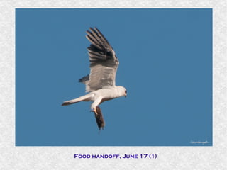 Juvenile grabbing prey from parent, June 8 