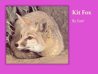 Kit Fox
By Este’
 