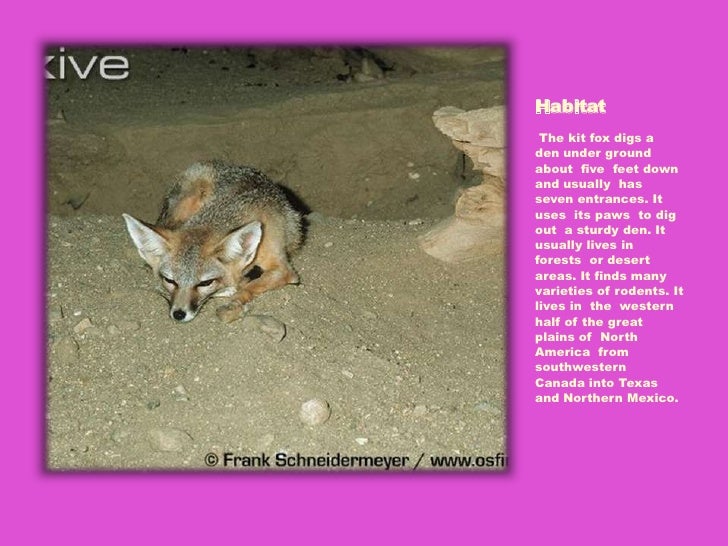 Kit Fox