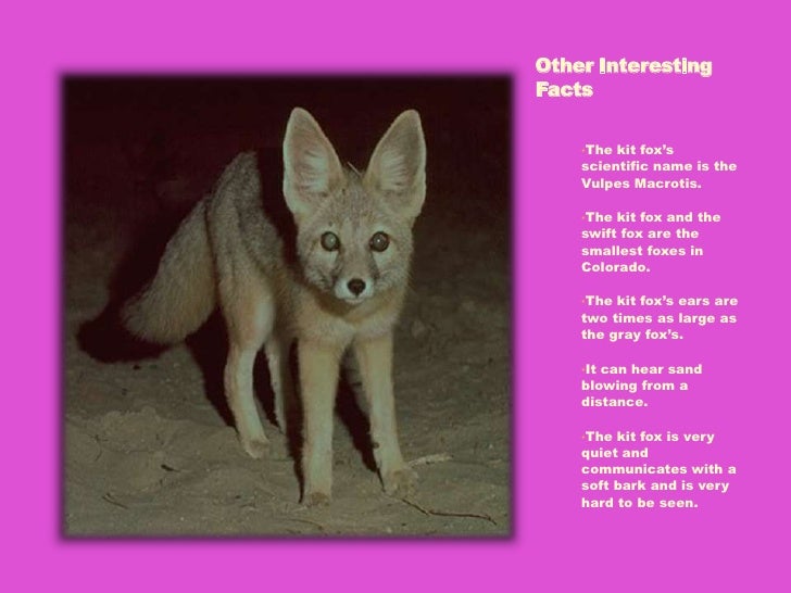 Kit Fox