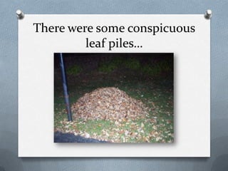 There were some conspicuous leaf piles…
