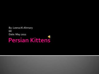 Persian Kittens  By: Leena Al-Ahmary 6K Date: May 2011  
