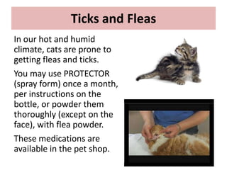 Kittens and vaccinations_and_deworming | PPTX