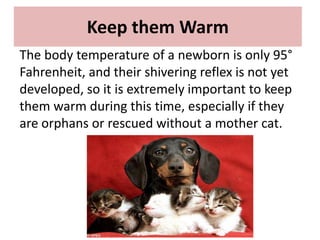 Kittens and vaccinations_and_deworming