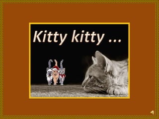 Kitty kitty... 