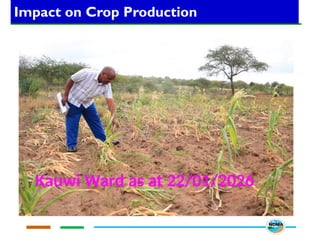 Impact on Crop Production
Kauwi Ward as at 22/01/2026
 
