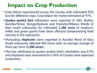 Impact on Crop Production
• Crop failure experienced across the County with estimated 95%
loss for different crops. Crop failure for maize estimated at 97%.
• Quelea quelea bird infestation were reported in Athi, Ikutha,
Kanziko/Simisi, Ikanga/Kyatune and Mutomo/Kibwea Wards of
Kitui south subcounty. An estimated 1,186 acres of sorghum,
millet and green grams have been affected compromising food
security in the subcounty.
• Marauding elephants were reported in Kanziko Ward of Kitui
South subcounty affected 400 farms with an average acreage of
three per farm (1,200 acres).
• The loss attributed to quelea quelea bird’s infestation was 0.9%
and elephants lose amounted to 0.94% of County total expected
production.
 