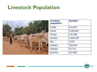 Livestock Population
Livestock
population
Numbers
Cattle 613,070
Goats 2,006,087
Sheep 131,486
Poultry 4,569,328
Pig 3,597
Donkey 326,094
Rabbits 19,713
Beehive 227,828
 