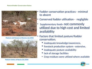 Pasture/Fodder Conservation Status
• Fodder conservation practices - minimal
to absent
• Conserved fodder utilisation - negligible
• Supplementary feeds- not commonly
utilized due to high cost and limited
availability
• Factors that limited pasture/fodder
conservation;
 inadequate knowledge/awareness,
 livestock production system - extensive,
 inadequate pasture availability
 lack of storage facilities
• Crop residues were utilized where available
Pasture status at Kyuso,Jan,2026
Pasture and browse at Kyome,Jan,2026
 