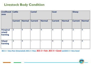 Livestock Body Condition
Livelihood
zone
Cattle Camel Goat Sheep
Current Normal Current Normal Current Normal Current Normal
Marginal
mixed
Farming
3 4 4 4 4 4 3 4
Mixed
Farming
3 4 - - 4 4 4 4
BCS 1 = Very Poor (Emaciated), BCS 2 = Poor, BCS 3 = Fair, BCS 4 = Good and BCS 5 = Very Good
 