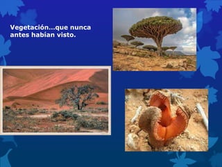 Vegetación…que nunca
antes habían visto.
 