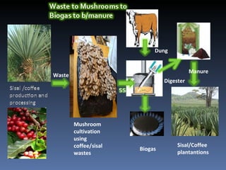  Sustainable utilization of agro-industrial wastes through integration of bio-energy and mushroom production