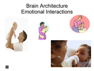 Brain Architecture
Emotional Interactions
 