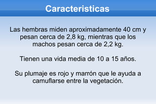 Caracteristicas
Las hembras miden aproximadamente 40 cm y
pesan cerca de 2,8 kg, mientras que los
machos pesan cerca de 2,2 kg.
Tienen una vida media de 10 a 15 años.
Su plumaje es rojo y marrón que le ayuda a
camuflarse entre la vegetación.
 