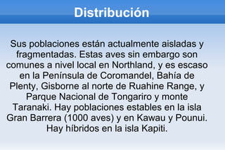 Distribución
Sus poblaciones están actualmente aisladas y
fragmentadas. Estas aves sin embargo son
comunes a nivel local en Northland, y es escaso
en la Península de Coromandel, Bahía de
Plenty, Gisborne al norte de Ruahine Range, y
Parque Nacional de Tongariro y monte
Taranaki. Hay poblaciones estables en la isla
Gran Barrera (1000 aves) y en Kawau y Pounui.
Hay híbridos en la isla Kapiti.
 