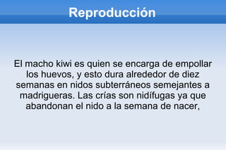 Reproducción
El macho kiwi es quien se encarga de empollar
los huevos, y esto dura alrededor de diez
semanas en nidos subterráneos semejantes a
madrigueras. Las crías son nidífugas ya que
abandonan el nido a la semana de nacer,
 