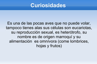 Curiosidades
Es una de las pocas aves que no puede volar,
tampoco tienes alas sus células son eucariotas,
su reproducción sexual, es heterótrofo, su
nombre es de origen marroquí y su
alimentación es omnívora (come lombrices,
hojas y frutos)
 