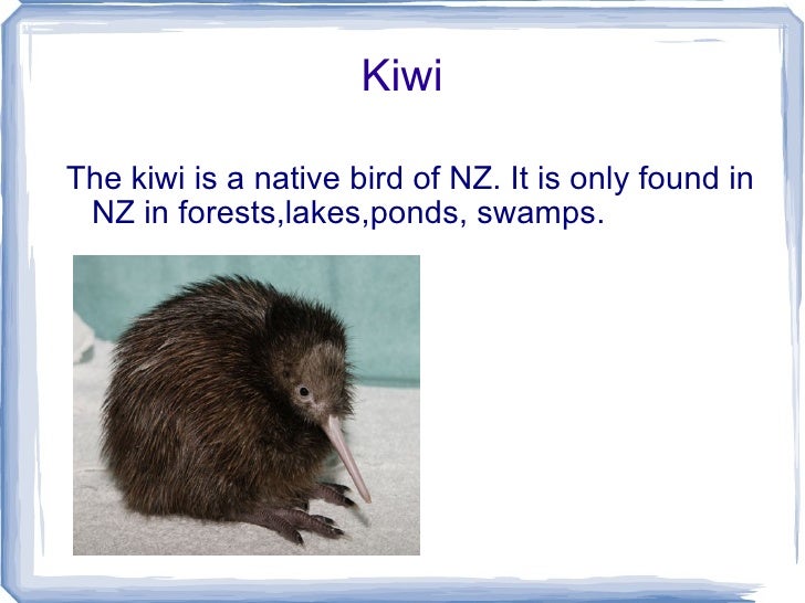 kiwi bird essay in english