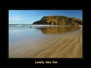 Lonely Sea lion
 