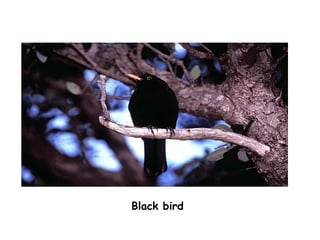 Black bird
 