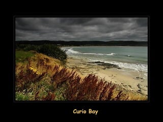 Curio Bay
 