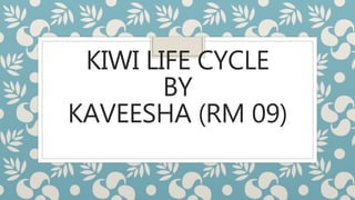 KIWI LIFE CYCLE
BY
KAVEESHA (RM 09)
 