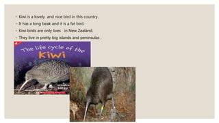 ◦ Kiwi is a lovely and nice bird in this country.
◦ It has a long beak and it is a fat bird.
◦ Kiwi birds are only lives in New Zealand.
◦ They live in pretty big islands and peninsulas .
 