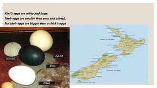 ◦
◦ Kiwi’s eggs are white and huge.
◦ Their eggs are smaller than emu and ostrich.
◦ But their eggs are bigger than a chick’s eggs
 