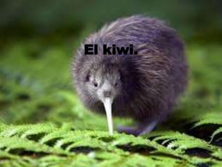 El kiwi. 
 