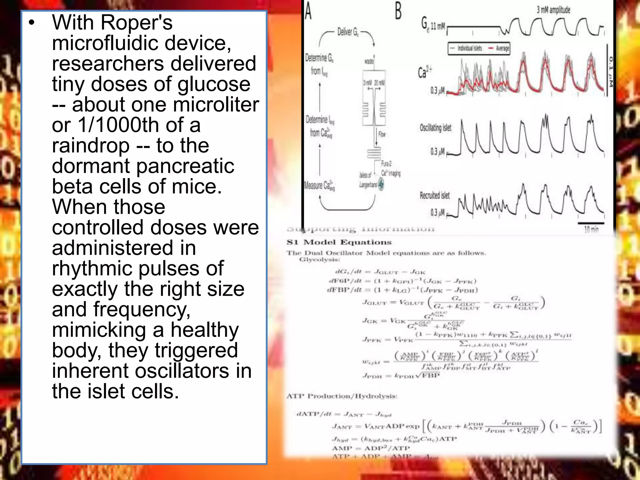 • With Roper's
microfluidic device,
researchers delivered
tiny doses of glucose
-- about one microliter
or 1/1000th of a
raindrop -- to the
dormant pancreatic
beta cells of mice.
When those
controlled doses were
administered in
rhythmic pulses of
exactly the right size
and frequency,
mimicking a healthy
body, they triggered
inherent oscillators in
the islet cells.
 