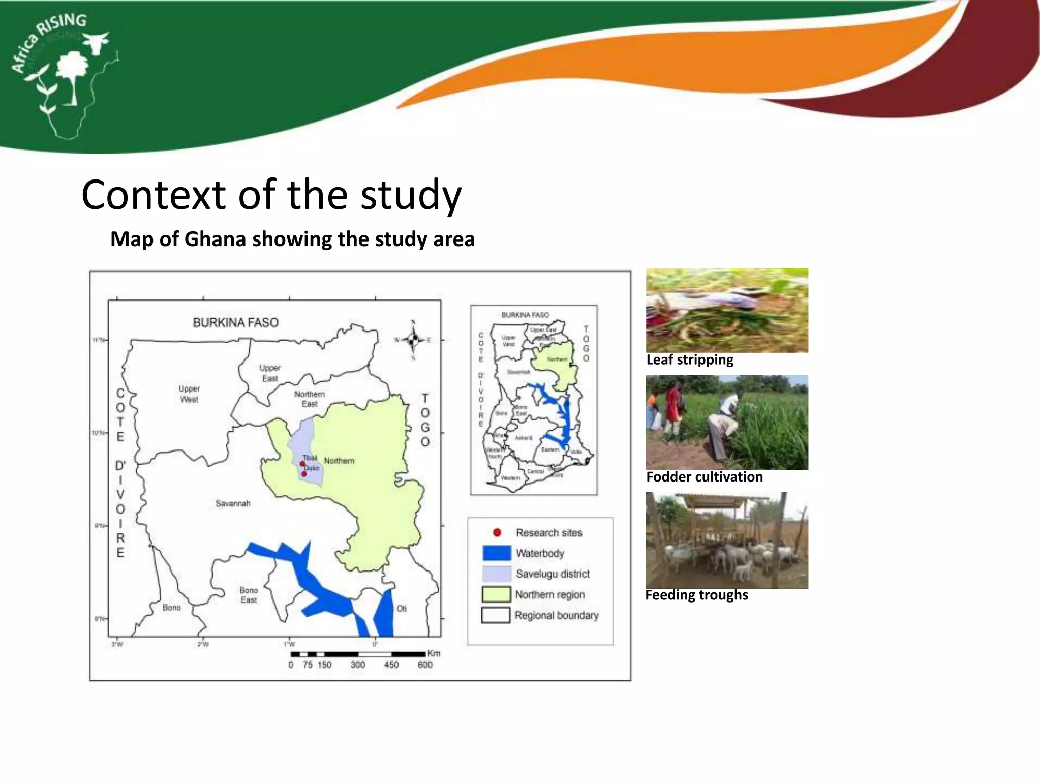 Context of the study
Map of Ghana showing the study area
Leaf stripping
Fodder cultivation
Feeding troughs
 