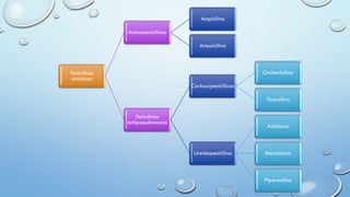 Penicilinas
sintéticas
Aminopenicilinas
Ampicilina
Amoxicilina
Penicilinas
antipseudomonas
Carboxipenicilinas
Carbenicilina
Ticarcilina
Ureidopenicilina
Azlolicina
Mezlolicina
Piperacilina
 