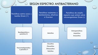SEGÚN ESPECTRO ANTIBACTERIANO
Penicilinas contra cocos y
bacilos Gram (+)
Bencilpenicilina o
penicilina G
Fenoximetilpenicilina
o penicilina V
Penicilinas resistentes a
betalactamas, efectivas
a S.aureus
Meticilina
Oxacilina
Cloxacilina
Dicloxacilina
Nafcilina
Penicilinas de amplio
espectro que actúan sobre
microorganismos Gram (-)
Aminopenicilinas:
Ampicilina
Amoxicilina
 
