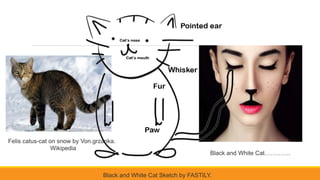 Felis catus-cat on snow by Von.grzanka.
Wikipedia
Black and White Cat Sketch by FASTILY.
Black and White Cat………….
 