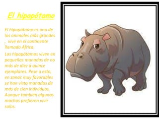 El hipopótamo
El hipopótamo es uno de
los animales más grandes
, vive en el continente
llamado África.
Los hipopótamos viven en
pequeñas manadas de no
más de diez a quince
ejemplares. Pese a esto,
en zonas muy favorables
se han visto manadas de
más de cien individuos.
Aunque también algunos
machos prefieren vivir
solos.
 