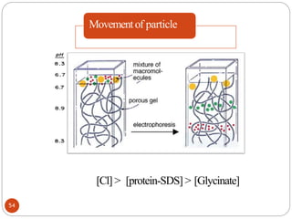 Movementof particle
54
[Cl]> [protein-SDS] > [Glycinate]
 