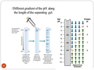 Different gradient ofthe pH along
the length ofthe separating gel.
62
 
