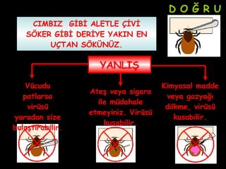 YANLIŞ Vücudu patlarsa virüsü yaradan size bulaştırabilir. Ateş veya sigara ile müdahale etmeyiniz. Virüsü kusabilir. Kimyasal madde veya gazyağı dökme, virüsü kusabilir. D O Ğ R U CIMBIZ  GİBİ ALETLE ÇİVİ SÖKER GİBİ DERİYE YAKIN EN UÇTAN SÖKÜNÜZ. 