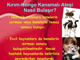 Kırım-Kongo Kanamalı Ateşi Nasıl Bulaşır? Hastalık insanlara kenelerin ısırması veya kenelerle temas sonucu bulaşır.  Evcil hayvanlara da kenelerin ısırması sonucu bulaşabilmektedir. Ancak hastalık hayvanlarda belirtisiz seyrederken insanlarda öldürücü olabilmektedir. 