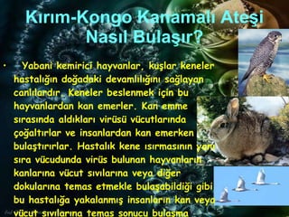 Kırım-Kongo Kanamalı Ateşi Nasıl Bulaşır? Yabani kemirici hayvanlar, kuşlar keneler hastalığın doğadaki devamlılığını sağlayan canlılardır. Keneler beslenmek için bu hayvanlardan kan emerler. Kan emme sırasında aldıkları virüsü vücutlarında çoğaltırlar ve insanlardan kan emerken bulaştırırlar. Hastalık kene ısırmasının yanı sıra vücudunda virüs bulunan hayvanların kanlarına vücut sıvılarına veya diğer dokularına temas etmekle bulaşabildiği gibi bu hastalığa yakalanmış insanların kan veya vücut sıvılarına temas sonucu bulaşma olabilmektedir.  