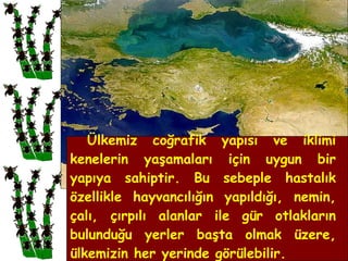 Ülkemiz coğrafik yapısı ve iklimi kenelerin yaşamaları için uygun bir yapıya sahiptir. Bu sebeple hastalık özellikle hayvancılığın yapıldığı, nemin, çalı, çırpılı alanlar ile gür otlakların bulunduğu yerler başta olmak üzere, ülkemizin her yerinde görülebilir. 