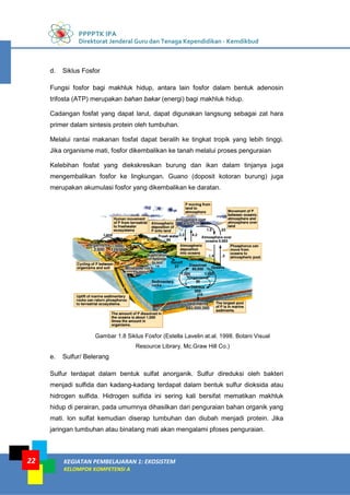 PPPPTK IPA
Direktorat Jenderal Guru dan Tenaga Kependidikan - Kemdikbud
KEGIATAN PEMBELAJARAN 1: EKOSISTEM
KELOMPOK KOMPETENSI A
22
d. Siklus Fosfor
Fungsi fosfor bagi makhluk hidup, antara lain fosfor dalam bentuk adenosin
trifosta (ATP) merupakan bahan bakar (energi) bagi makhluk hidup.
Cadangan fosfat yang dapat larut, dapat digunakan langsung sebagai zat hara
primer dalam sintesis protein oleh tumbuhan.
Melalui rantai makanan fosfat dapat beralih ke tingkat tropik yang lebih tinggi.
Jika organisme mati, fosfor dikembalikan ke tanah melalui proses penguraian
Kelebihan fosfat yang diekskresikan burung dan ikan dalam tinjanya juga
mengembalikan fosfor ke lingkungan. Guano (doposit kotoran burung) juga
merupakan akumulasi fosfor yang dikembalikan ke daratan.
Gambar 1.8 Siklus Fosfor (Estella Lavelin at.al. 1998. Botani Visual
Resource Library. Mc.Graw Hill Co.)
e. Sulfur/ Belerang
Sulfur terdapat dalam bentuk sulfat anorganik. Sulfur direduksi oleh bakteri
menjadi sulfida dan kadang-kadang terdapat dalam bentuk sulfur dioksida atau
hidrogen sulfida. Hidrogen sulfida ini sering kali bersifat mematikan makhluk
hidup di perairan, pada umumnya dihasilkan dari penguraian bahan organik yang
mati. lon sulfat kemudian diserap tumbuhan dan diubah menjadi protein. Jika
jaringan tumbuhan atau binatang mati akan mengalami pfoses penguraian.
 