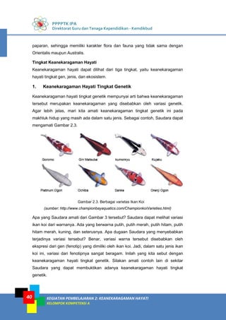 PPPPTK IPA
Direktorat Guru dan Tenaga Kependidikan - Kemdikbud
KEGIATAN PEMBELAJARAN 2: KEANEKARAGAMAN HAYATI
KELOMPOK KOMPETENSI A
40
paparan, sehingga memiliki karakter flora dan fauna yang tidak sama dengan
Orientalis maupun Australis.
Tingkat Keanekaragaman Hayati
Keanekaragaman hayati dapat dilihat dari tiga tingkat, yaitu keanekaragaman
hayati tingkat gen, jenis, dan ekosistem.
1. Keanekaragaman Hayati Tingkat Genetik
Keanekaragaman hayati tingkat genetik mempunyai arti bahwa keanekaragaman
tersebut merupakan keanekaragaman yang disebabkan oleh variasi genetik.
Agar lebih jelas, mari kita amati keanekaragaman tingkat genetik ini pada
makhluk hidup yang masih ada dalam satu jenis. Sebagai contoh, Saudara dapat
mengamati Gambar 2.3.
Gambar 2.3. Berbagai varietas Ikan Koi
(sumber: http://www.championbayaquatics.com/ChampionkoiVarieties.html)
Apa yang Saudara amati dari Gambar 3 tersebut? Saudara dapat melihat variasi
ikan koi dari warnanya. Ada yang berwarna putih, putih merah, putih hitam, putih
hitam merah, kuning, dan seterusnya. Apa dugaan Saudara yang menyebabkan
terjadinya variasi tersebut? Benar, variasi warna tersebut disebabkan oleh
ekspresi dari gen (fenotip) yang dimiliki oleh ikan koi. Jadi, dalam satu jenis ikan
koi ini, variasi dari fenotipnya sangat beragam. Inilah yang kita sebut dengan
keanekaragaman hayati tingkat genetik. Silakan amati contoh lain di sekitar
Saudara yang dapat membuktikan adanya keanekaragaman hayati tingkat
genetik.
 