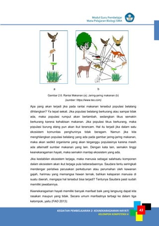 Modul Guru Pembelajar
Mata Pelajaran Biologi SMA
43KEGIATAN PEMBELAJARAN 2: KEANEKARAGAMAN HAYATI
KELOMPOK KOMPETENSI A
43
a b
Gambar 2.6. Rantai Makanan (a); Jaring-jaring makanan (b)
(sumber: https://www.tes.com)
Apa yang akan terjadi jika pada rantai makanan tersebut populasi belalang
dihilangkan? Ya tepat sekali. Jika populasi belalang berkurang atau sampai tidak
ada, maka populasi rumput akan bertambah, sedangkan tikus semakin
berkurang karena kehabisan makanan. Jika populasi tikus berkurang, maka
populasi burung elang pun akan ikut terancam. Hal itu terjadi jika dalam satu
ekosistem komunitas penghuninya tidak beragam. Namun jika kita
menghilangkan populasi belalang yang ada pada gambar jaring-jaring makanan,
maka akan sedikit organisme yang akan terganggu populasinya karena masih
ada alternatif sumber makanan yang lain. Dengan kata lain, semakin tinggi
keanekaragaman hayati, maka semakin mantap ekosistem yang ada.
Jika kestabilan ekosistem terjaga, maka manusia sebagai salahsatu komponen
dalam ekosistem akan ikut terjaga pula keberadaannya. Saudara tentu seringkali
mendengar peristiwa perusakan perkebunan atau perumahan oleh kawanan
gajah, harimau yang memangsa hewan ternak, bahkan kelaparan manusia di
suatu daerah, mengapa hal tersebut bisa terjadi? Tentunya Saudara pasti sudah
memiliki jawabannya.
Keanekaragaman hayati memiliki banyak manfaat baik yang langsung dapat kita
rasakan maupun yang tidak. Secara umum manfaatnya terbagi ke dalam tiga
kelompok, yaitu (FAO 2013):
 