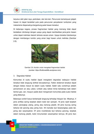 PPPPTK IPA
Direktorat Guru dan Tenaga Kependidikan - Kemdikbud
KEGIATAN PEMBELAJARAN 2: KEANEKARAGAMAN HAYATI
KELOMPOK KOMPETENSI A
48
terputus oleh jalan raya, perkotaan, dan lain-lain. Penurunan kemampuan jelajah
hewan ini dapat berakibat pula pada penurunan penyebaran tumbuhan yang
mekanisme dispersalnya bergantung pada hewan tersebut.
Di beberapa negara, proses fragmentasi habitat yang memang tidak dapat
terelakkan diimbangi dengan upaya yang dapat memfasilitasi jenis-jenis hewan
untuk dapat melintasi daerah terbuka secara aman. Upaya tersebut diantaranya
dengan membangun koridor yang aman bagi hewan untuk melintas (Gambar
2.8).
Gambar 2.8. Koridor untuk mengatasi fragmentasi habitat
(sumber: https://firstforwildlife.wordpress.com)
3. Degradasi Habitat
Komunitas di suatu habitat dapat mengalami degradasi walaupun habitat
tersebut tidak langsung terlihat kerusakannya. Faktor eksternal tersebut dapat
dengan bebas masuk ke dalam suatu habitat. Salah satu contohnya adalah
pencemaran air atau udara. Limbah atau bahan kimia berbahaya baik dalam
bentuk gas, cair, maupun padat akan mengancam komunitas pada suatu habitat
yang dilaluinya.
Beberapa contoh kasus berdampak langsung terhadap hidupan liar. Misalnya, 4
jenis amfibia sering terjebak dalam botol dan sampah, 18 jenis reptil terjebah
dalam perangkap udang, jaring atau kantung plastik; 49 jenis burung sering
terkena tali pancing atau jaring ikan, 49 mamalia laut terperangkap pada tali,
jaring dan sesampahan; 97 jenis invertebrata laut terkena pancing, terjebak
dalam kantung plastik, botol minumandan sesampahan lainnya; 46 jenis ikan
 